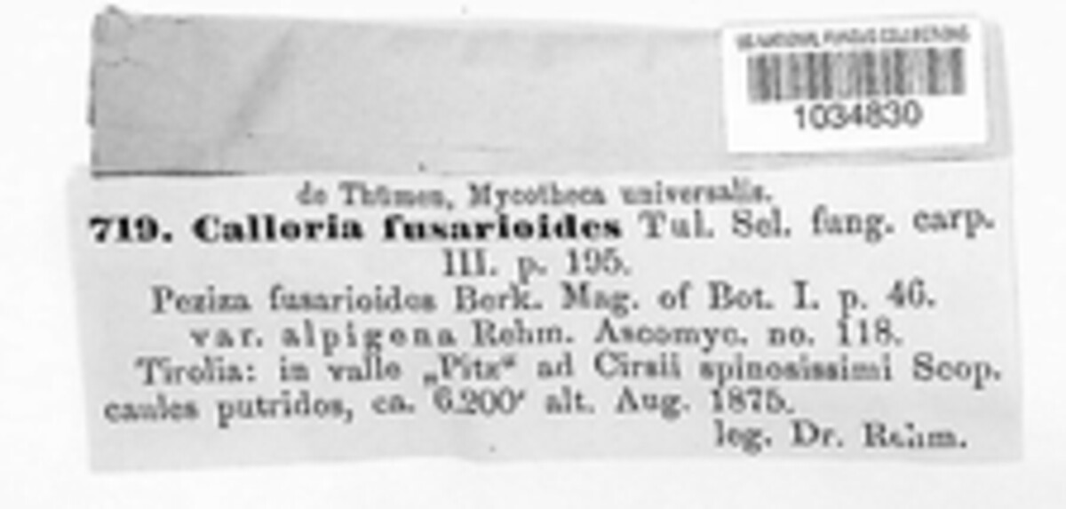 Calloria urticae image